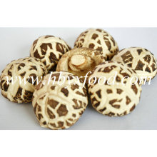 5-5.5cm High Nutrition Dried White Flower Mushroom